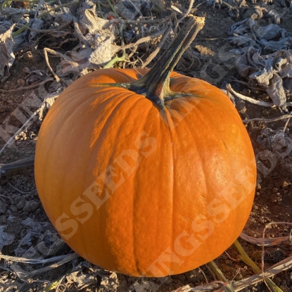 Picture of Pumpkin Olympus F1